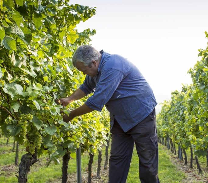 Weingut Helmut Best_Weinlese, © Weingut Helmut Best