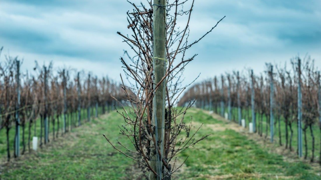 Weingut Georg Mahn_Weinrebe 2, © Weingut Georg Mahn