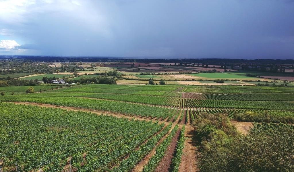 Weingut Stenner_Weinberge, © Weingut Stenner