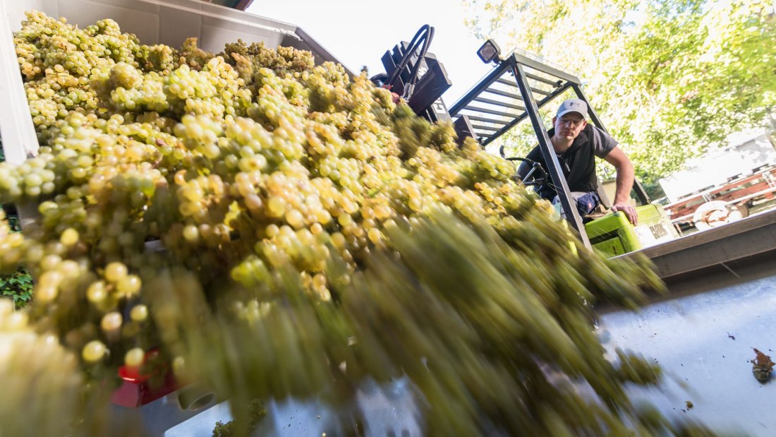 Weingut Helmut Geil_Traubenverarbeitung, © Weingut Helmut Geil