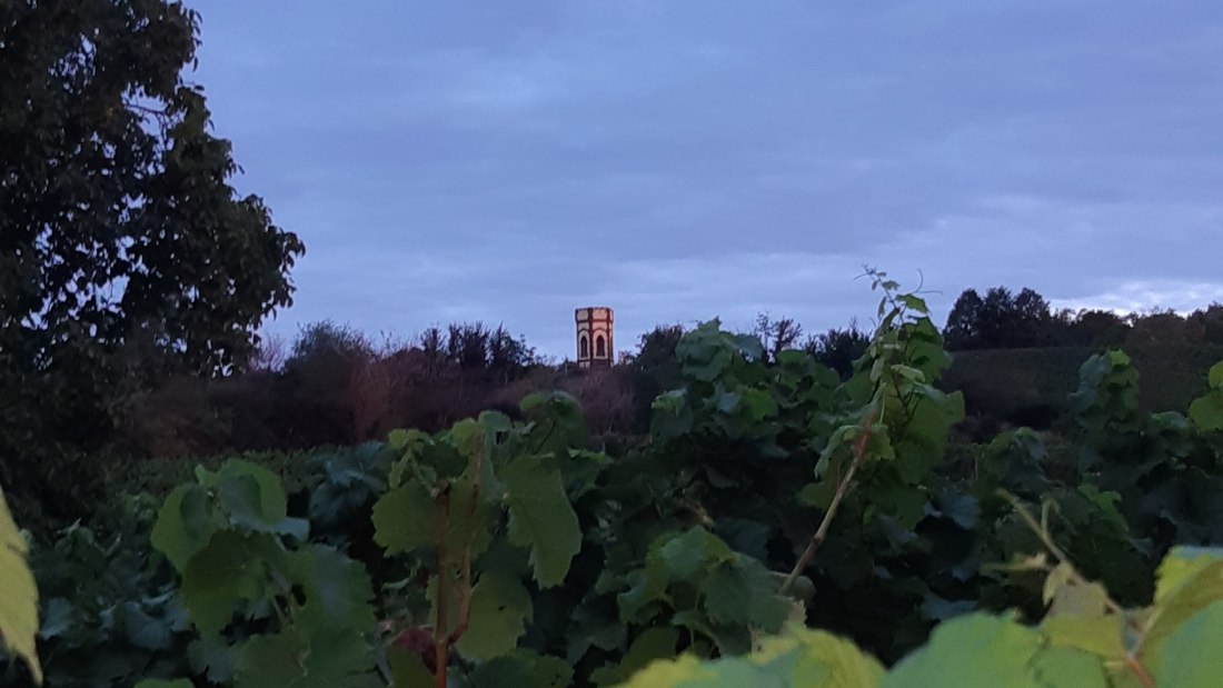 Weingut Holzmühle_Weinreben, © Weingut Holzmühle