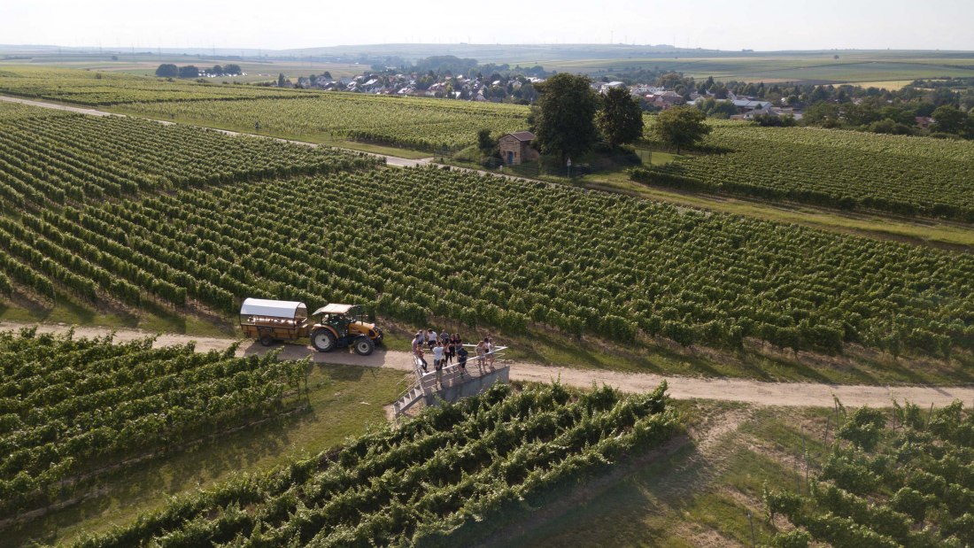 Weingut Grittmann_Weinbergsrundfahrt, © Weingut Grittmann