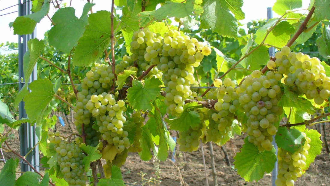 Pfaff wines white grapes Internet, © PFAFF WEINE