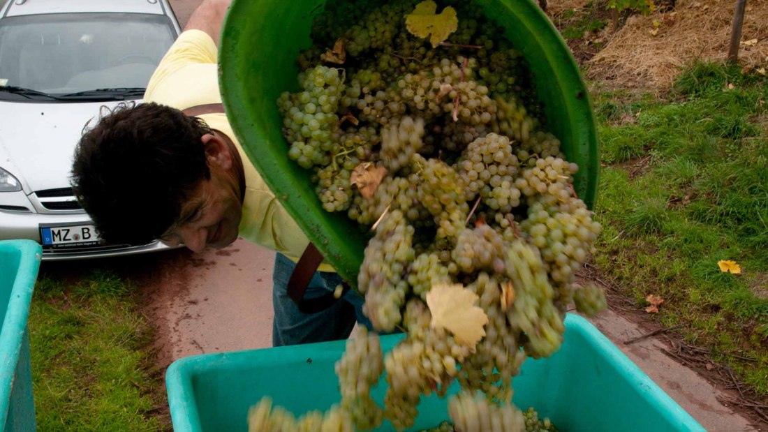 Weingut Bunn Strebel_Trauben, © Weingut Bunn Strebel