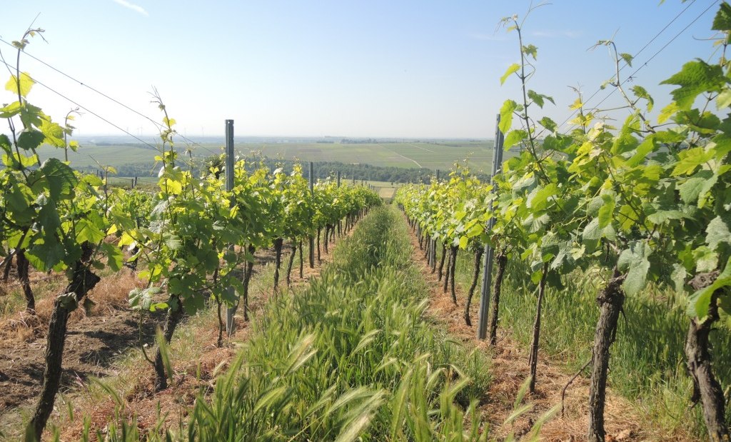 Weingut Mankel_Weinreben, © Weingut Mankel