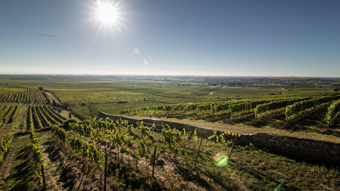 Weingut Helmut Geil_Monzernheim, © Weingut Helmut Geil