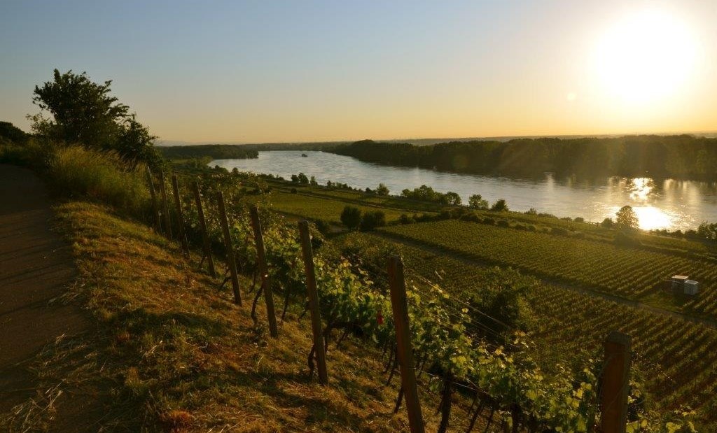 Rode helling, © Weingut Eimermann - Domtalhof