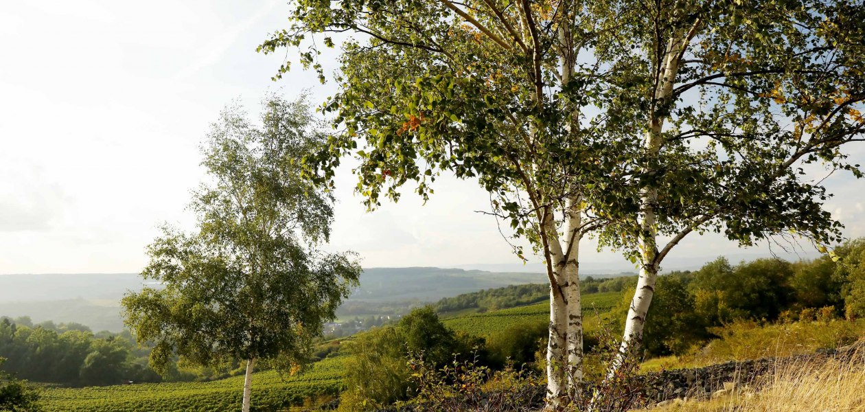 gouden hoorni, © Weingut Steitz