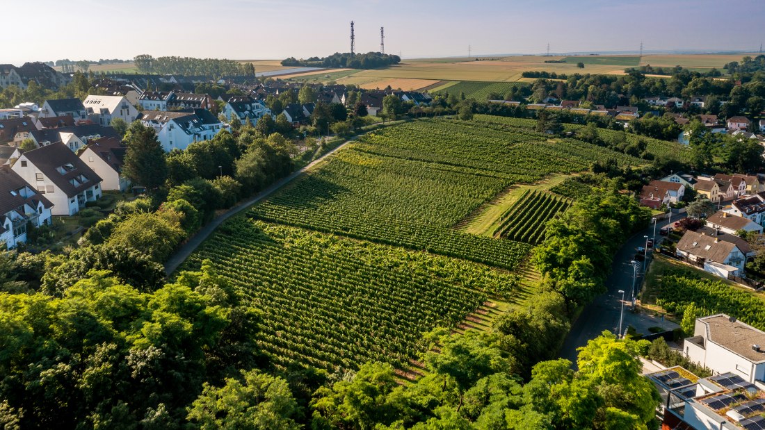 Hechtsheimer Kirchenstück