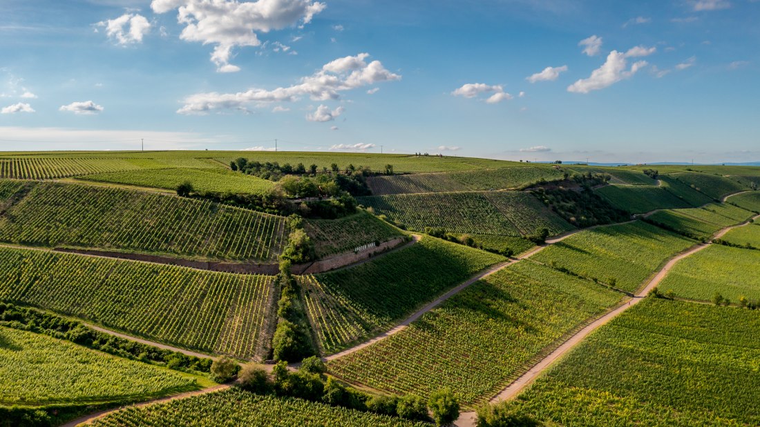 Niersteiner Brudersberg