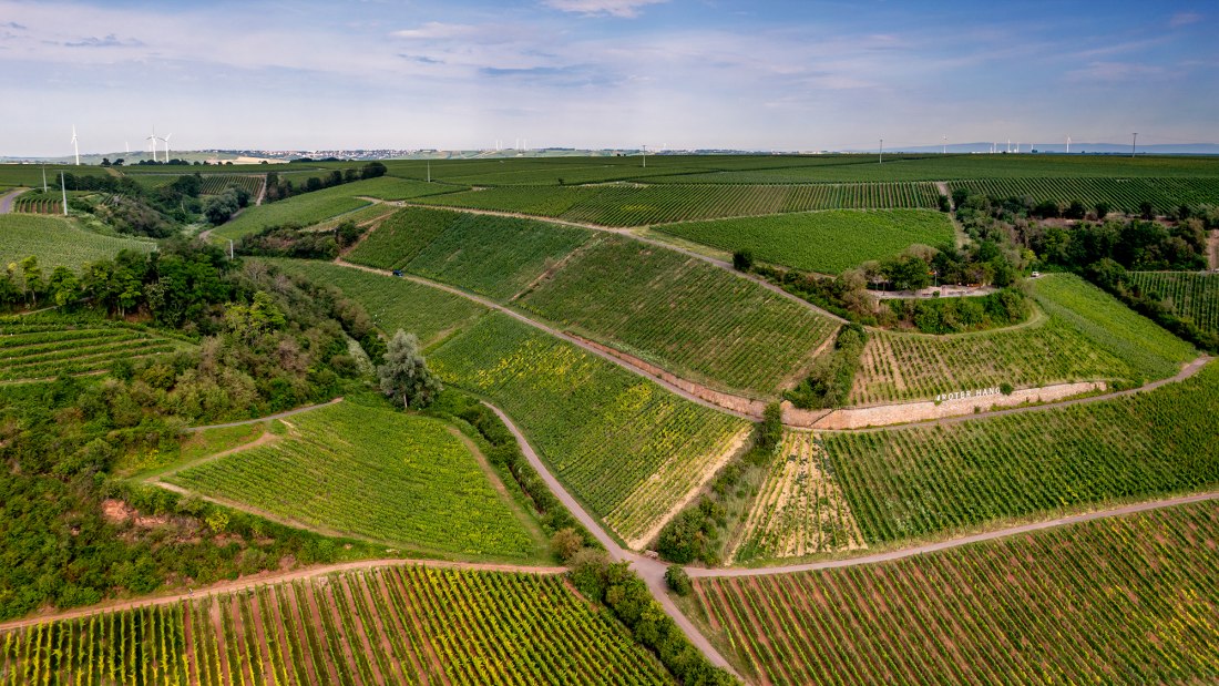 Niersteiner Brudersberg