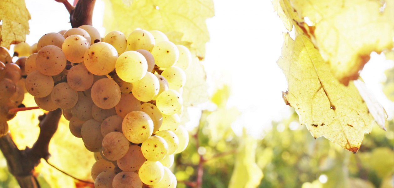 winery-Gänz-grape, © Weingut Gänz