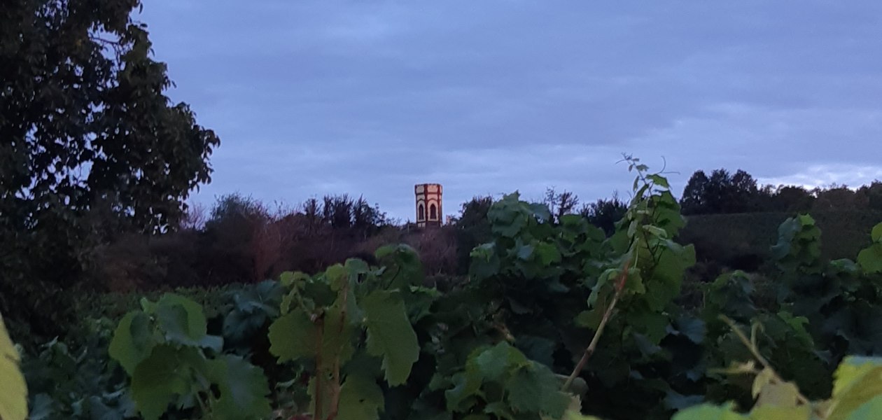 Weingut Holzmühle_Weinreben, © Weingut Holzmühle