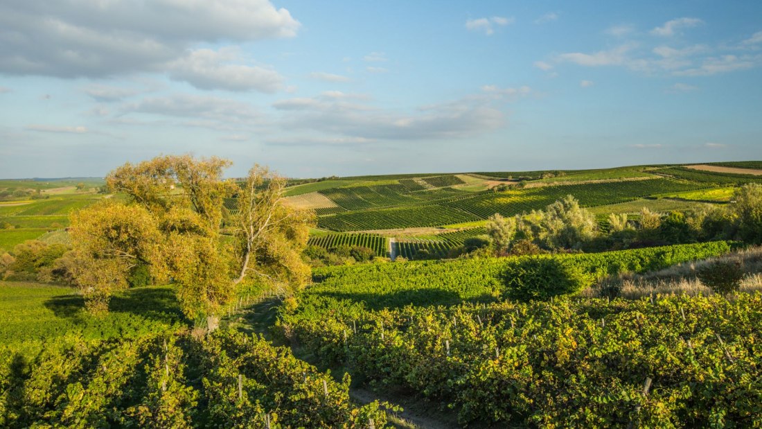 Weingut Rollanderhof_Weinberg, © Weingut Rollanderhof