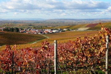 Weinhaus Uhl_Weinreben, © Weinhaus Uhl