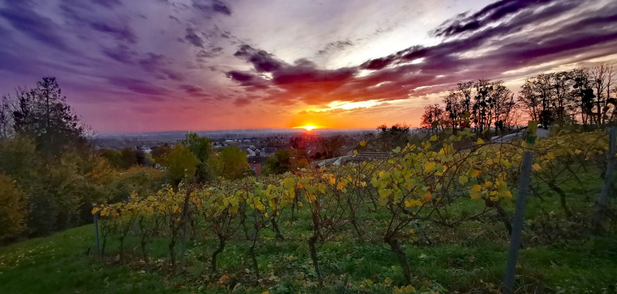 © Weingut Rheinterrassenhof