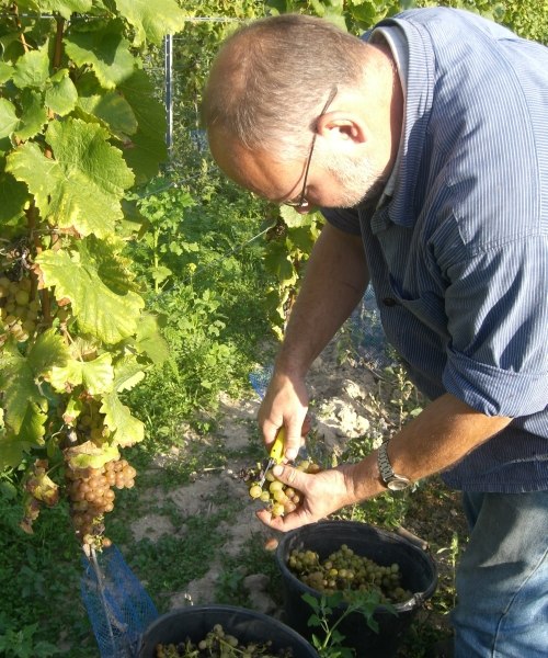 grape selection, © Weingut Goldschmidt