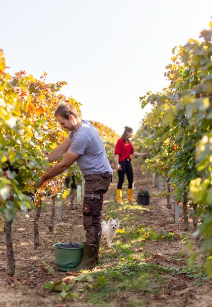 Weingut Eckert_Traubenlesen, © Weingut Eckert