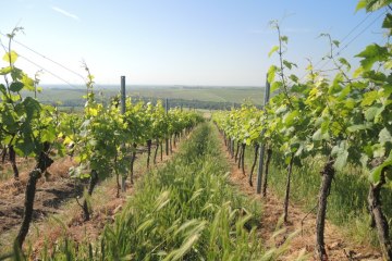 Weingut Mankel_Weinreben, © Weingut Mankel