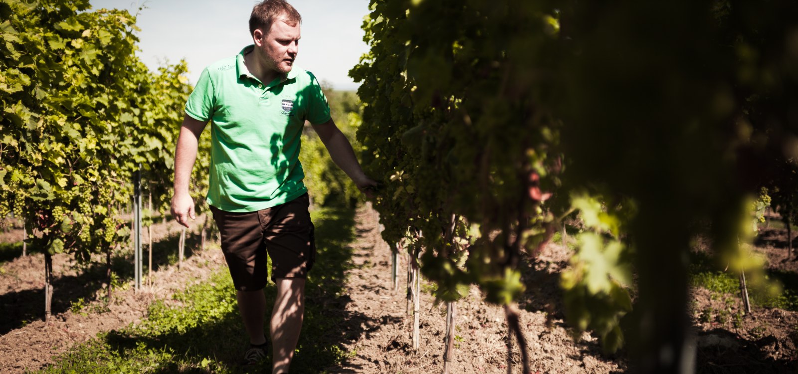 Weingut Dackermann_Winzer in den Reben, © Weingut Dackermann