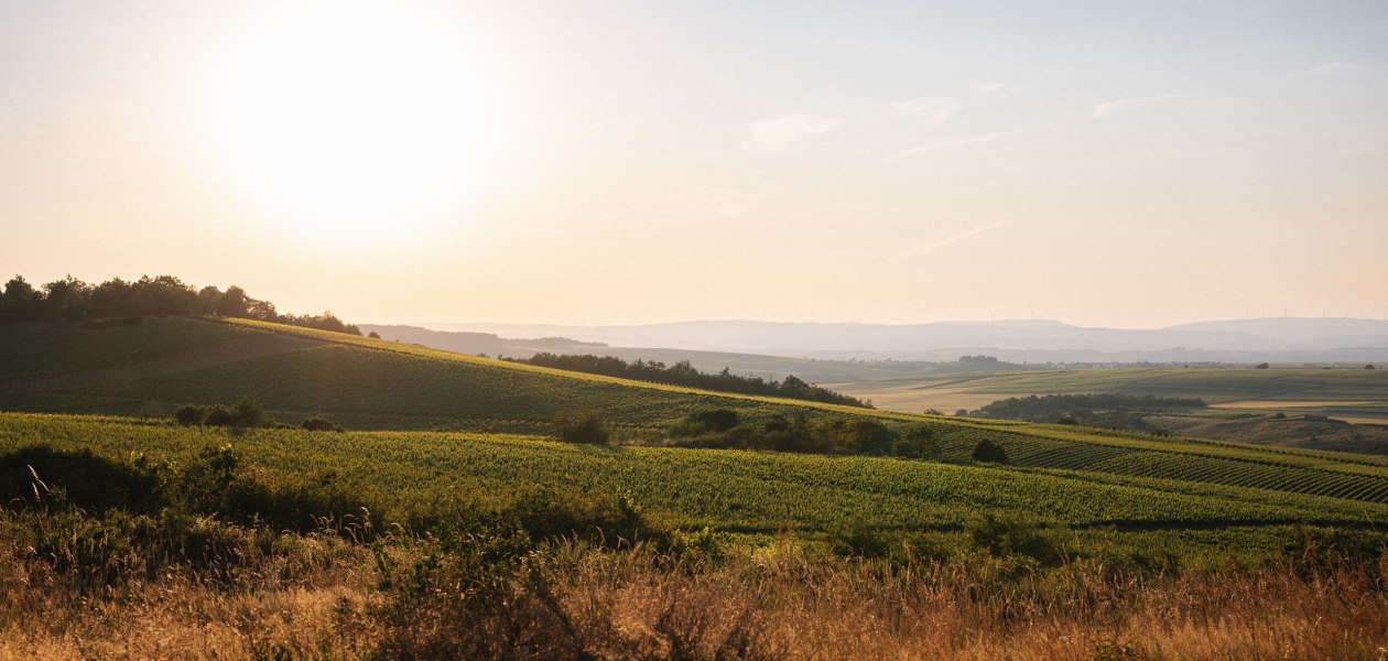 © Weingut Müller-Oswald