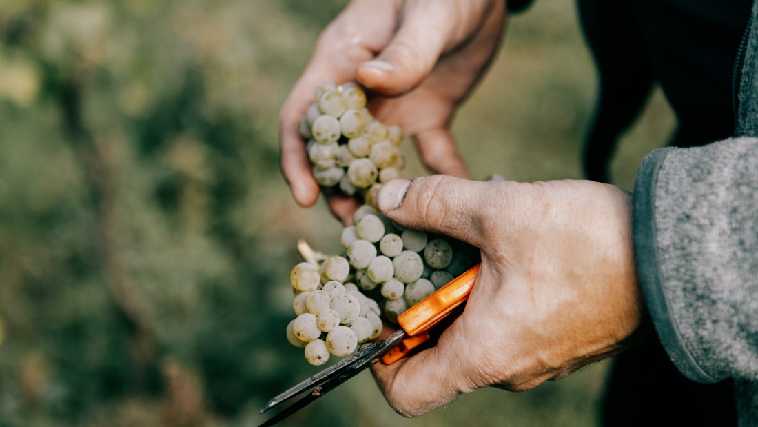 © Ökoweingut Arndt F. Werner