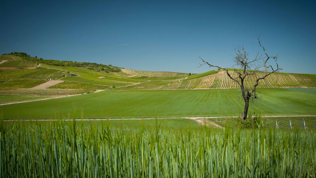 Weingut Becker-Landgraf_Weinreben, © Weingut Becker-Landgraf