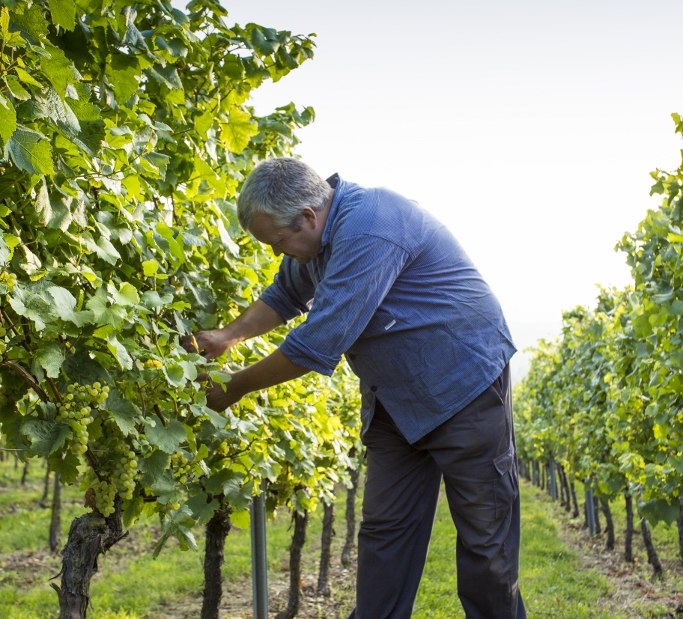 05102014_weingut-best-2563-683x1024, © Weingut Helmut Best