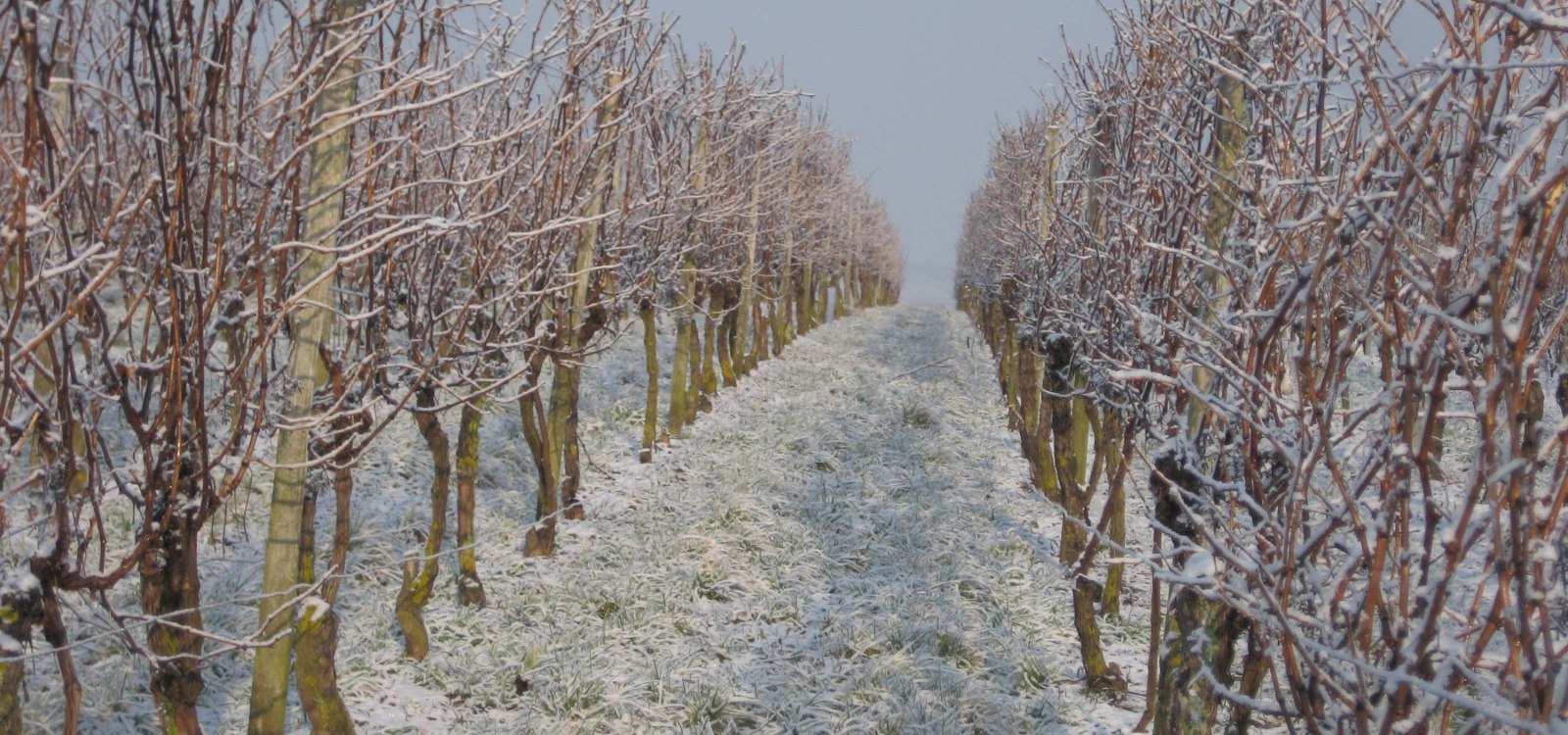 weinberge-im-schnee, © Weingut Wagner