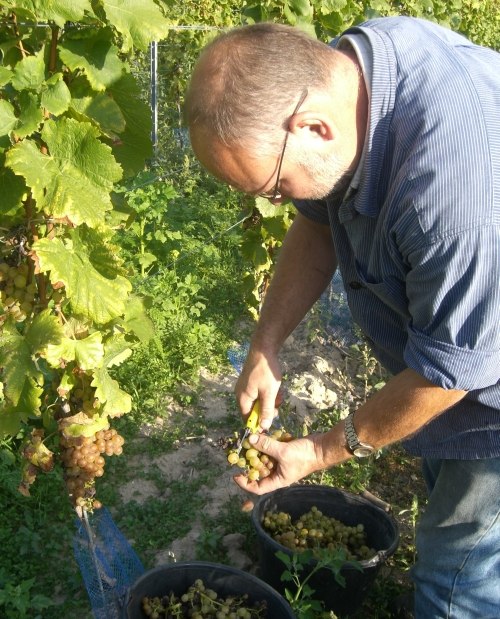 grape selection, © Weingut Goldschmidt