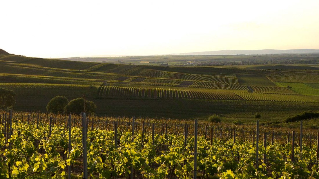 Weinberge1, © Weingut Uwe Spies