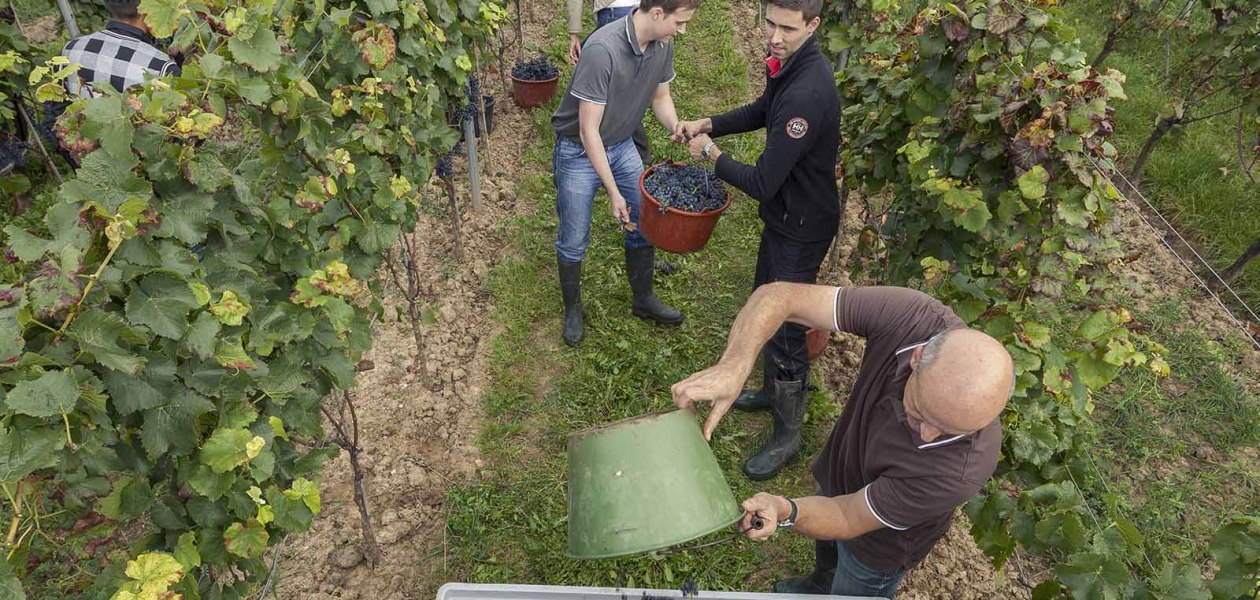 Weingut Spiess GbR - Riederbacherhof_Weinlese, © Michael Zellmer