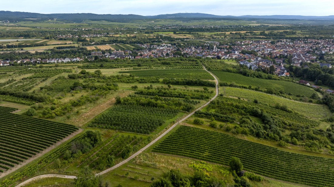 Heidesheimer Geißberg, © Torsten Silz