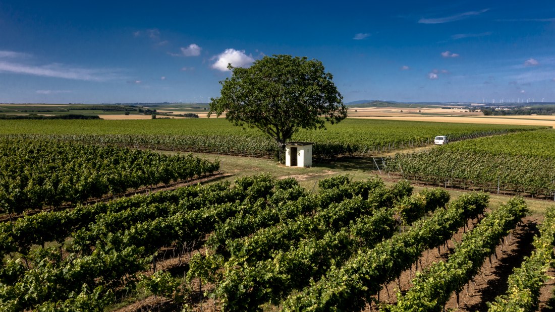 Friesenheimer Bergpfad