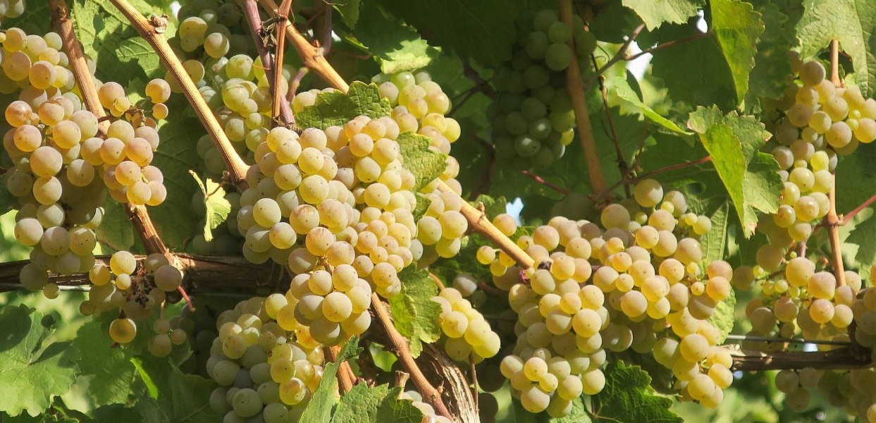 bruehler-hof-riesling, © Weingut Brühler Hof