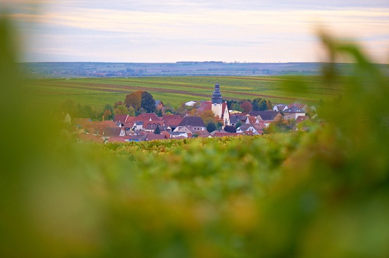 20131021_d4_4971_preview, © Weingut Schoeneck-Schnell