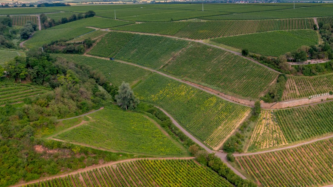 Niersteiner Brudersberg