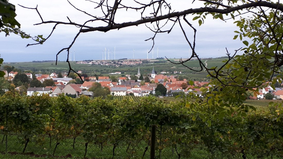 Weingut Maik Hahn_Gundersheim, © Weingut Maik Hahn