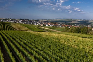 Nieder-Olmer Klosterberg