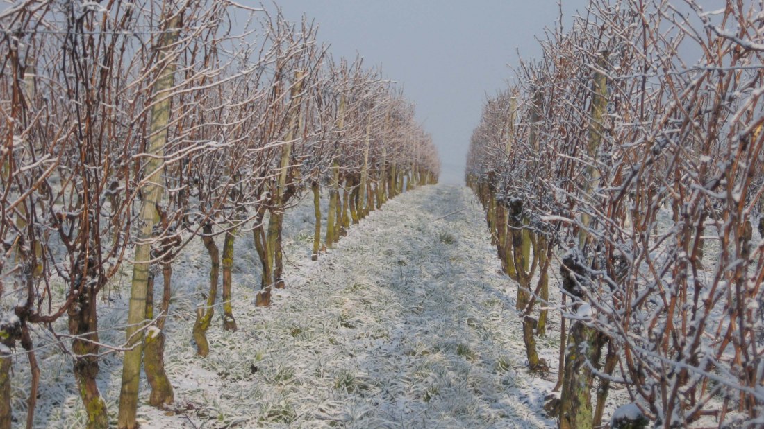 weinberge-im-schnee, © Weingut Wagner