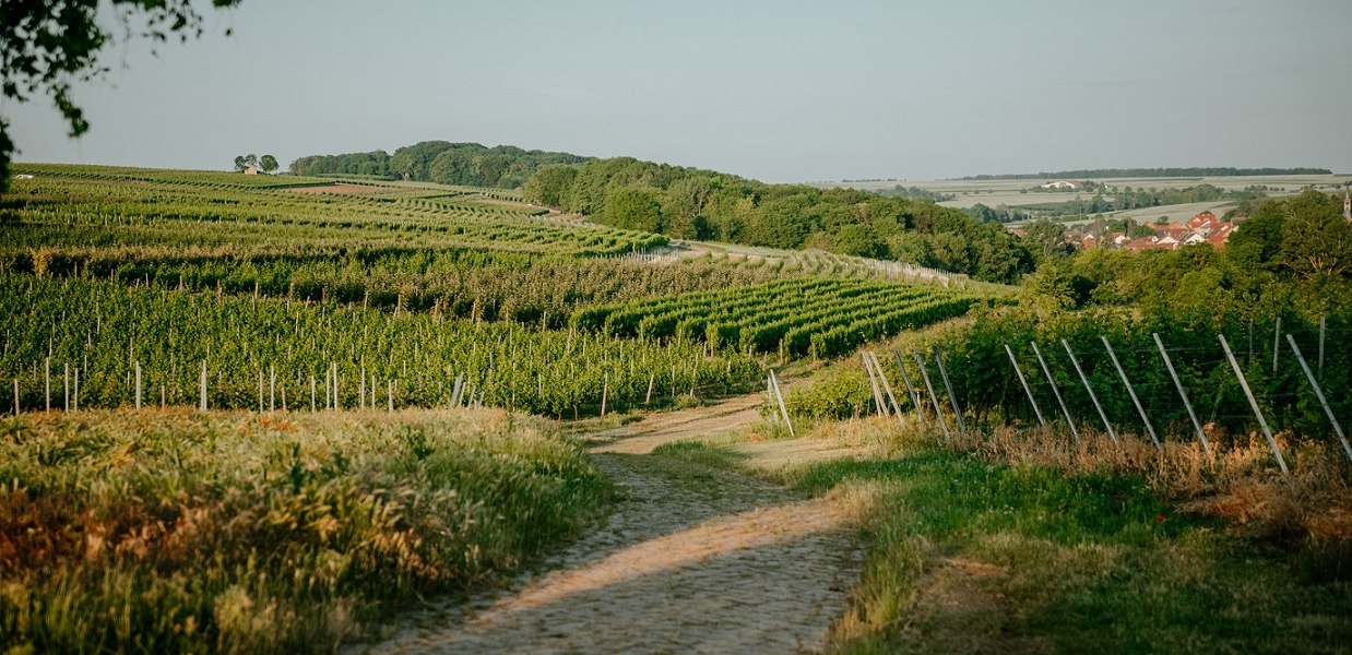 Weingut Finkenauer-Franz_Weinberge, © Weingut Finkenauer-Franz