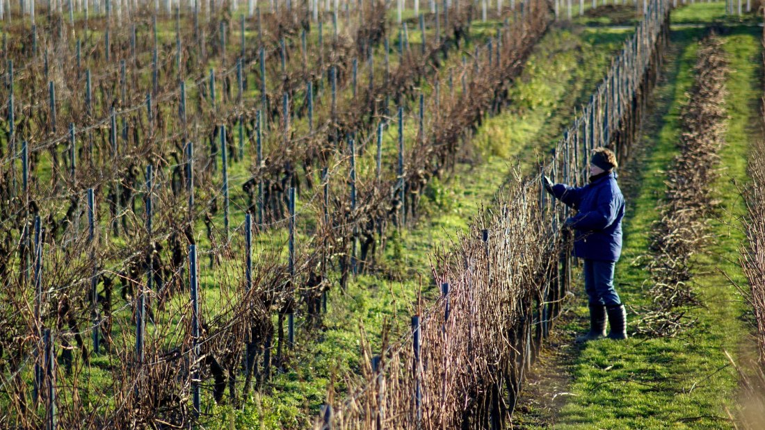 Weingut Kissel_Weinreben, © Weingut Kissel