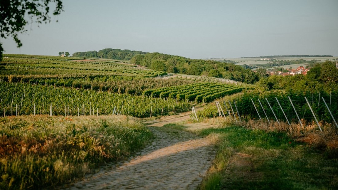 Weingut Finkenauer-Franz_Weinberge, © Weingut Finkenauer-Franz