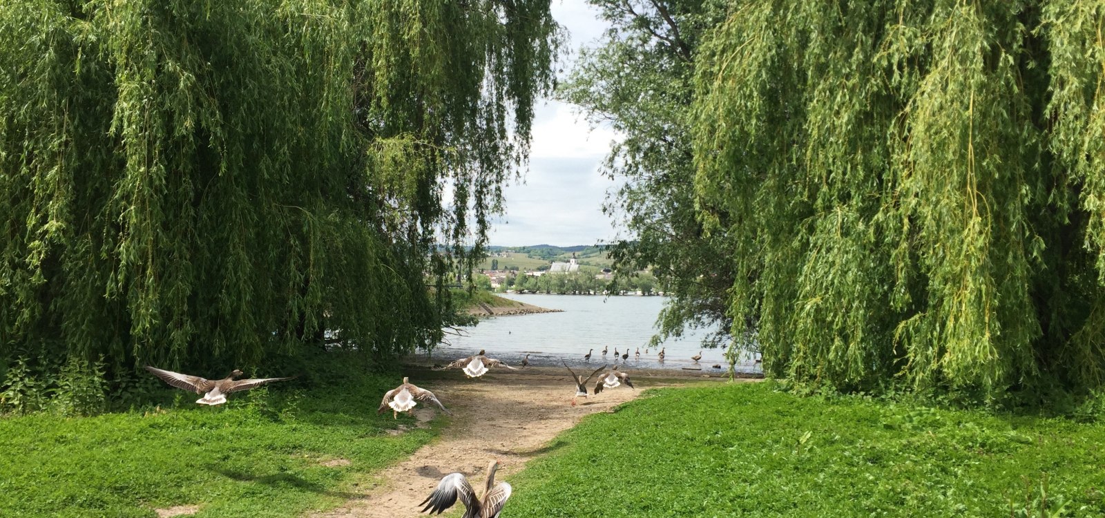 Rheinauenerlebnispfad mit Enten, © Petra Julius/IKuM GmbH