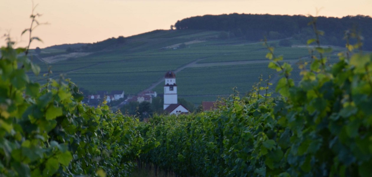 weinbergerichtarsky, © Weingut Richtarsky/ Ludwigshof