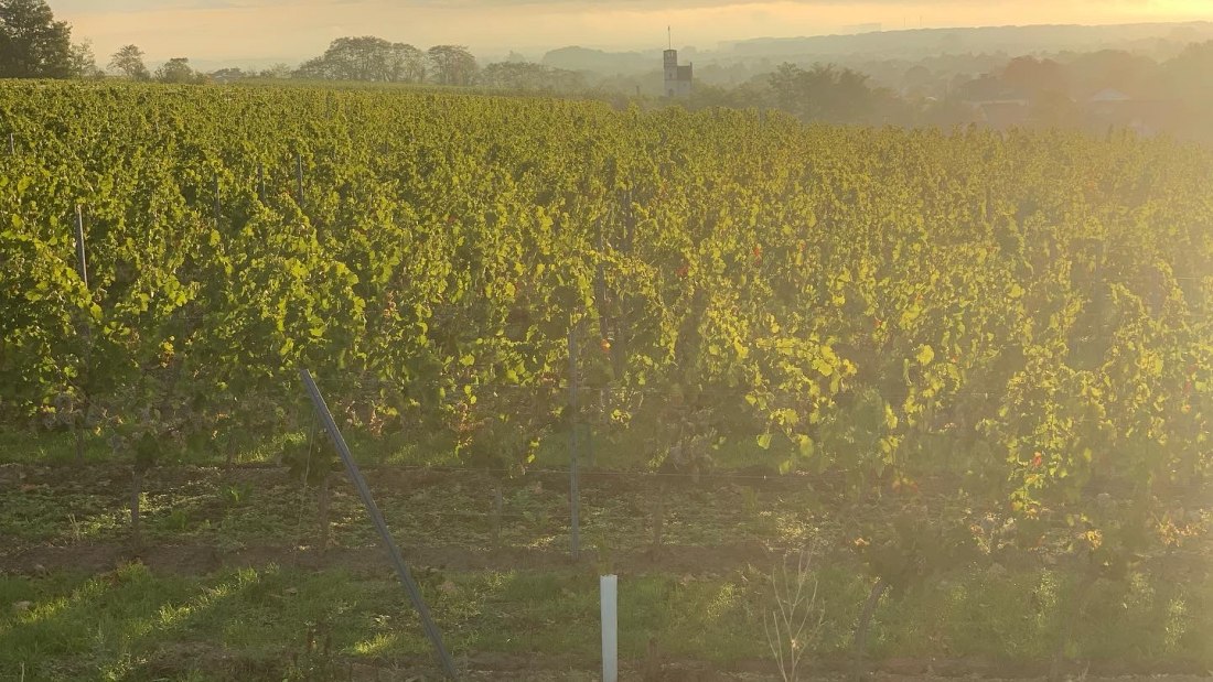 Weingut Steinmühle_Weinberge, © Weingut Steinmühle