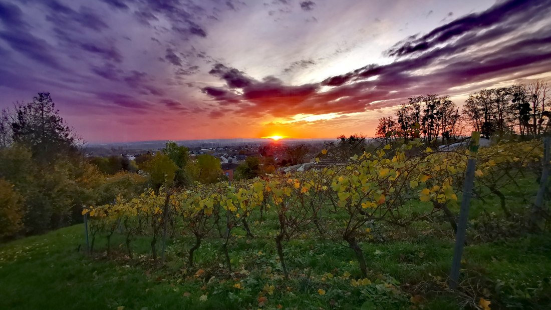 Weingut Rheinterrassenhof_Weinrebe, © Weingut Rheinterrassenhof