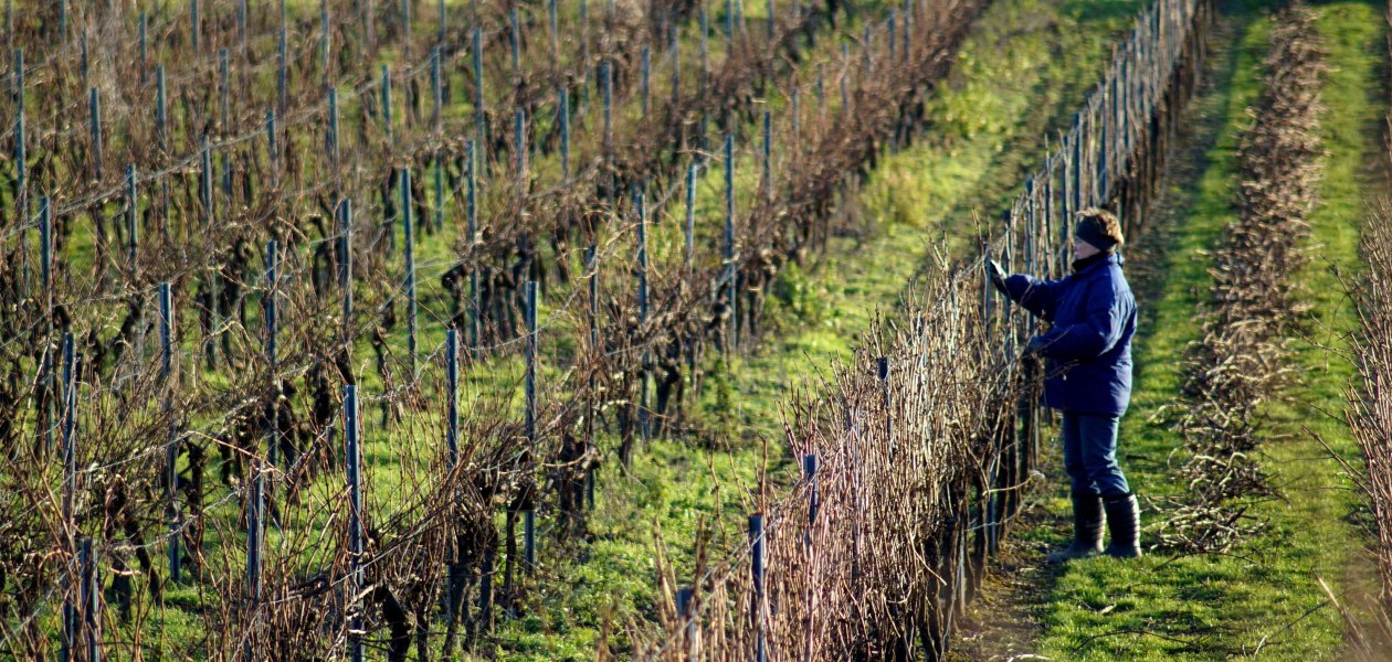 Weingut Kissel_Weinreben, © Weingut Kissel