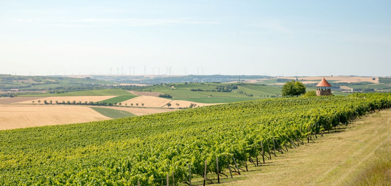 Weingut Schmitt_Weinreben 2, © Weingut Schmitt