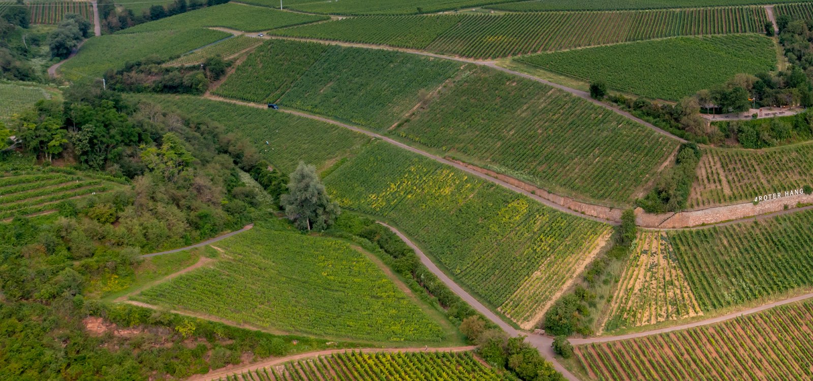 Niersteiner Brudersberg